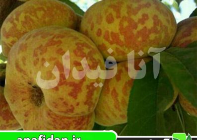 نهال هلو انجیری تایگر دیررس
