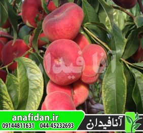 نهال هلو انجیری خونی