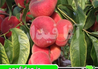 نهال هلو انجیری خونی
