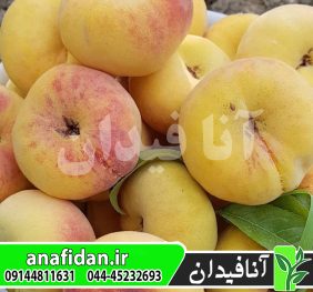 نهال هلو انجیری زعفرانی زودرس