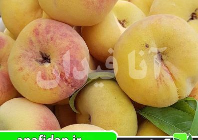 نهال هلو انجیری زعفرانی زودرس
