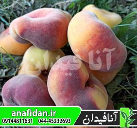 نهال هلو انجیری زعفرانی دیررس