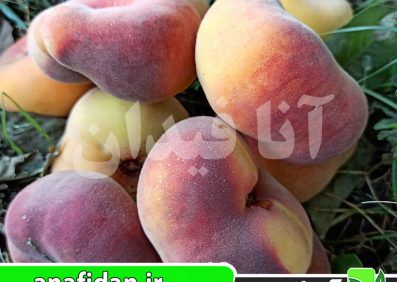 نهال هلو انجیری زعفرانی دیررس