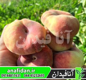 نهال هلو انجیری زودرس