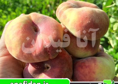نهال هلو انجیری زودرس