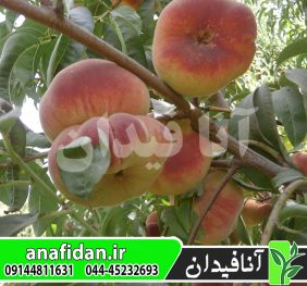 نهال هلو انجیری عسلی