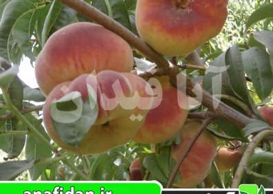 نهال هلو انجیری عسلی