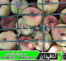 نهال هلو انجیری کوثر