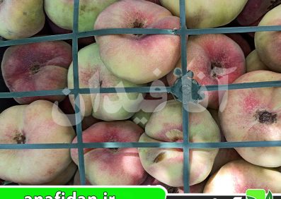 نهال هلو انجیری کوثر