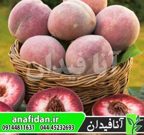 نهال هلو بلک بوی