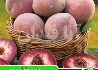 نهال هلو بلک بوی