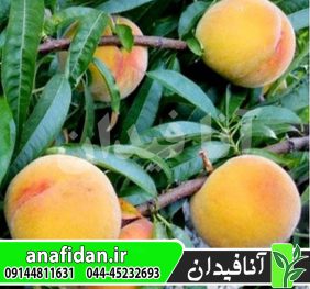 نهال هلو بی بی گلد 6