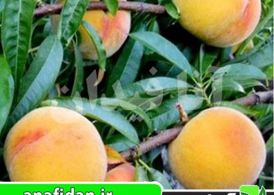 نهال هلو بی بی گلد 6