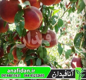 نهال هلو جوادی