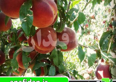 نهال هلو جوادی