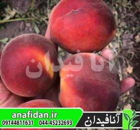 نهال هلو جی اچ هیل
