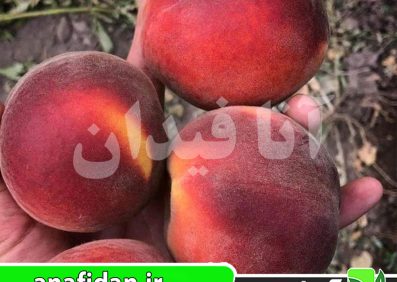 نهال هلو جی اچ هیل