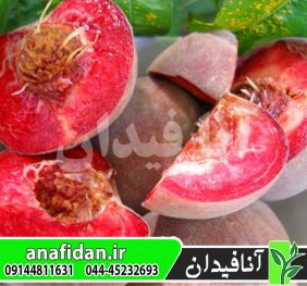 نهال هلو خونی