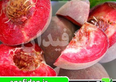نهال هلو خونی