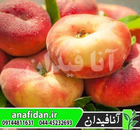 نهال هلو دونات