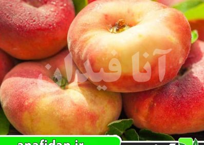 نهال هلو دونات