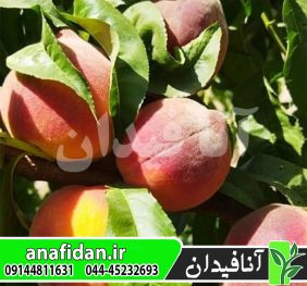 نهال هلو دیکسی رد