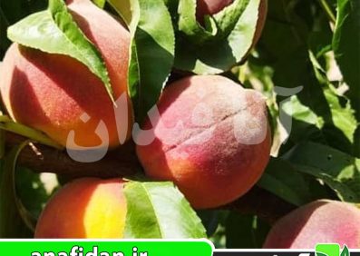 نهال هلو دیکسی رد