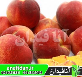 نهال هلو ردتاپ