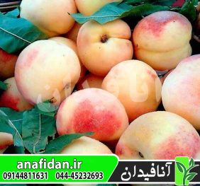 نهال هلو پلاستیکی