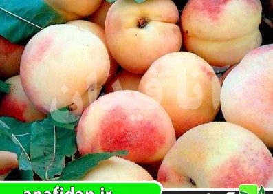نهال هلو پلاستیکی