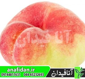 نهال هلو پنتو