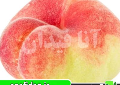 نهال هلو پنتو