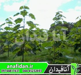 نهال پالونیا الونگاتا
