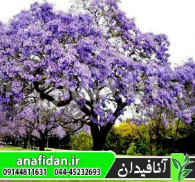 نهال پالونیا تومنتوسا