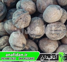 نهال گردو اسراییلی