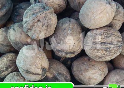 نهال گردو اسراییلی