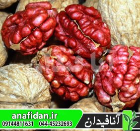 نهال گردو تو سرخ