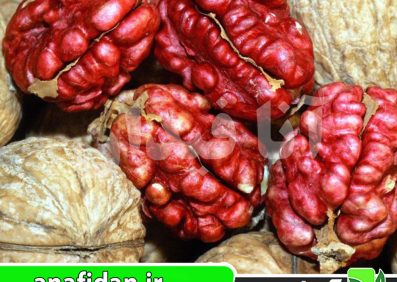 نهال گردو تو سرخ
