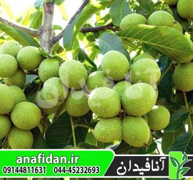 نهال گردو خوشه ای