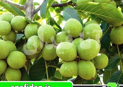 نهال گردو خوشه ای
