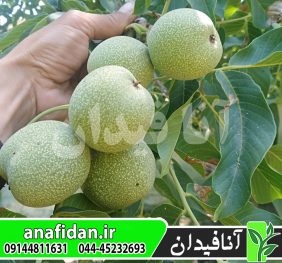 نهال گردو فرانکت
