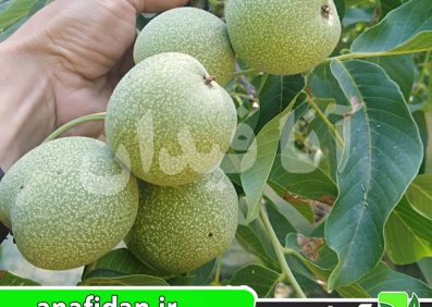 نهال گردو فرانکت