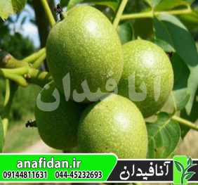 نهال گردو فرنته