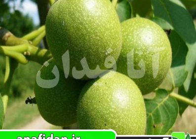 نهال گردو فرنته