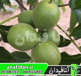 نهال گردو فرنور