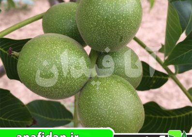 نهال گردو فرنور