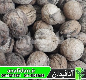 نهال گردو محلی