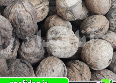 نهال گردو محلی