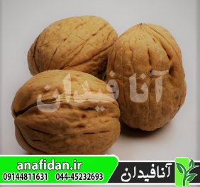 نهال گردو پدرو