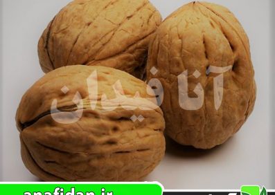 نهال گردو پدرو